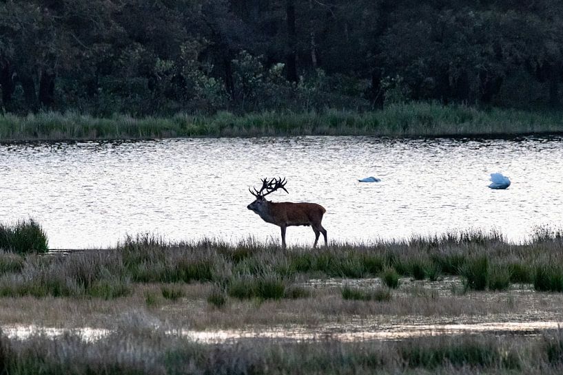 red deer by Gh Verver Photography