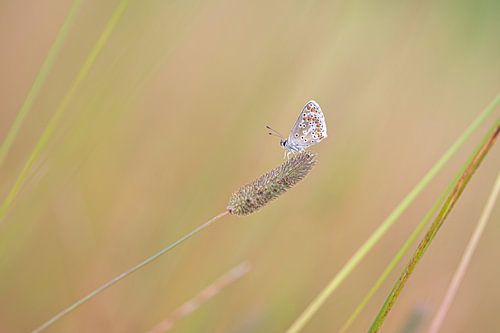 Brown argus