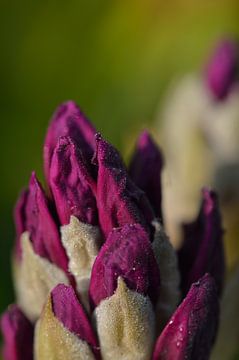 Macro rhododendron purple flower bud by Jeffry Clemens