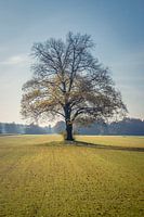 Boom in herfsttooi
