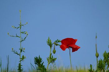 Small becomes big - Le monde vu depuis la prairie