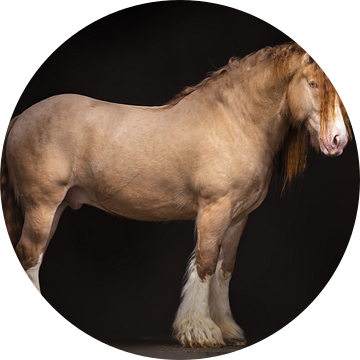 Irish Cob | paarden fotografie | draft horse van Laura Dijkslag