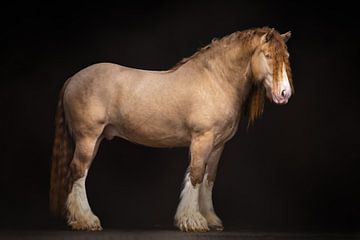 Irish Cob | paarden fotografie | draft horse van Laura Dijkslag