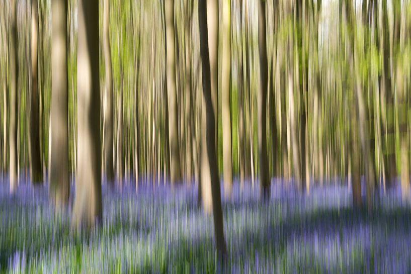 Hallerbos in beweging von Storms Brigitte