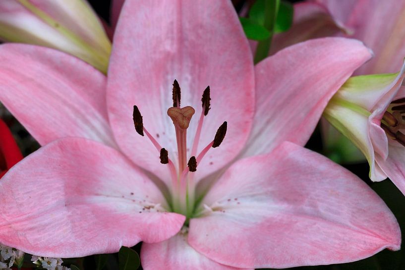 Lily Blossom by Thomas Jäger