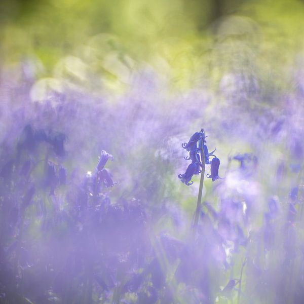 Bluebells by Christl Deckx