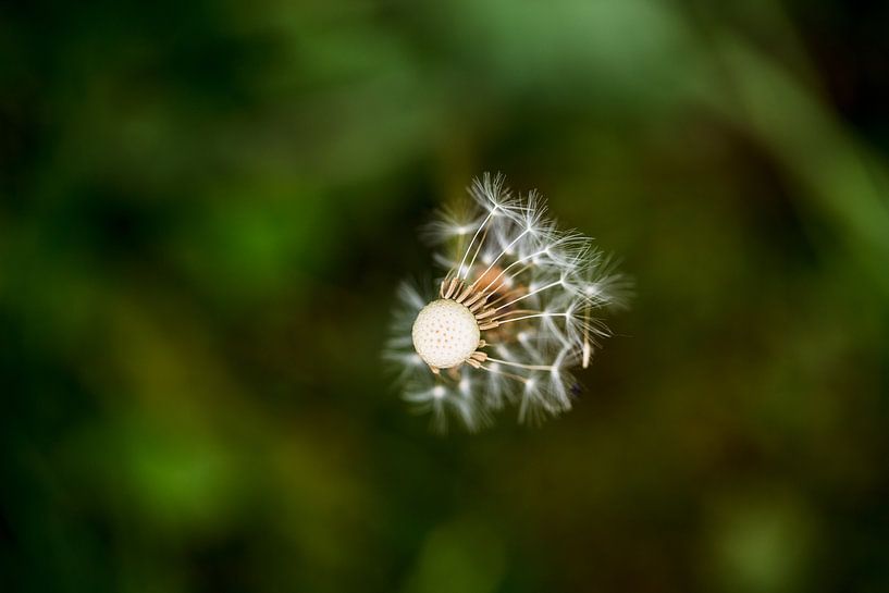 Detail van een uitgebloeide paardenbloem van Margriet Hulsker