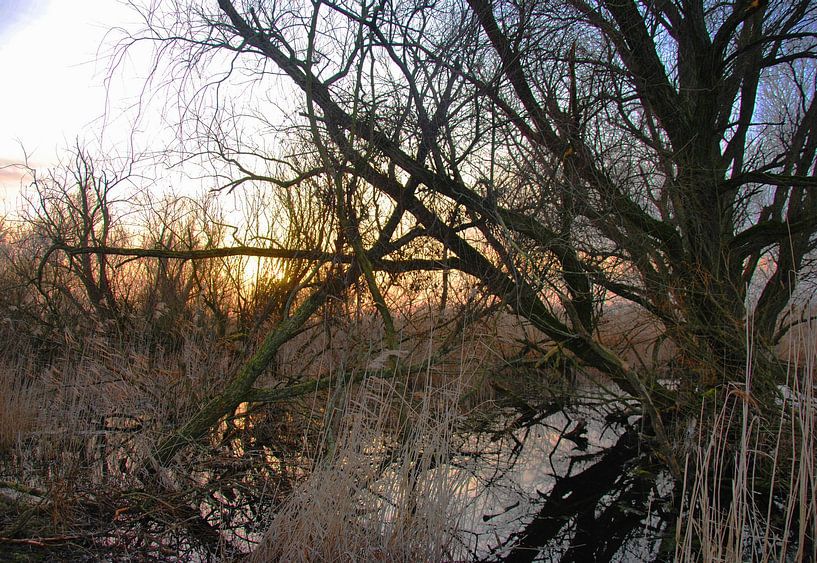 Wilderness in the Oostvaardersplassen by M de Vos