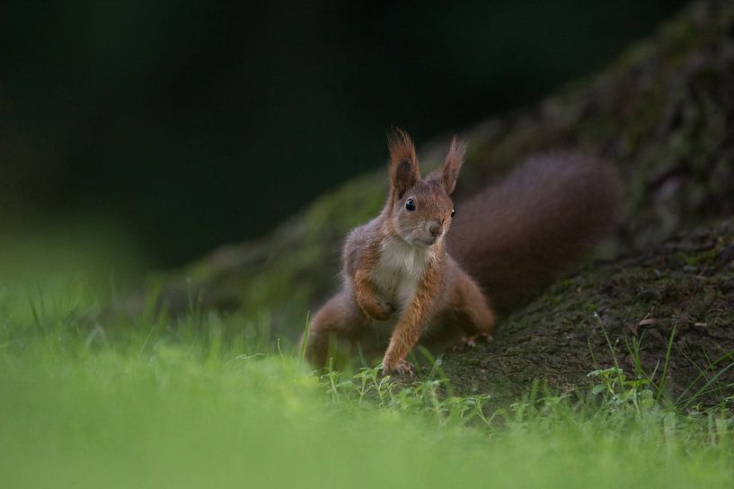 Squirrel by Vienna Wildlife