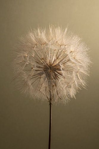 Charming rural tranquillity: simplicity drawn from nature, bathed in light by Marjolijn van den Berg