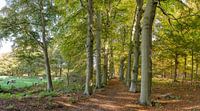 Wood-path in autumn colours, estate Land en Bosch, s-Graveland, Noord-Holland, , Netherlands by Rene van der Meer thumbnail