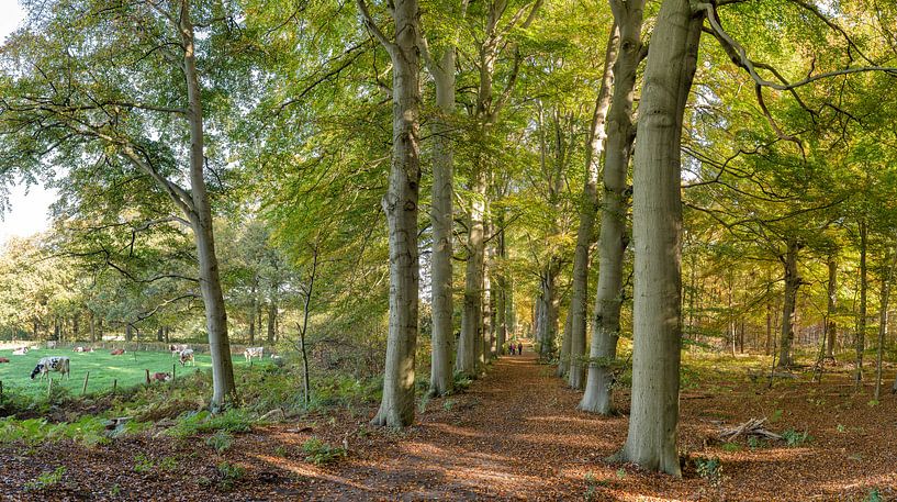 Boslaan aux couleurs d'automne, domaine de Land et Bosch, s-Graveland, Hollande du Nord. par Rene van der Meer