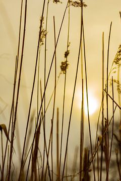 Schwache Sonne durch Gras. von Huub de Bresser