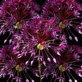 Star fireworks in bloom by Jose Lok