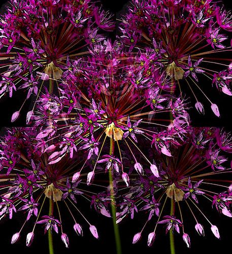 Sternfeuerwerk in voller Blüte