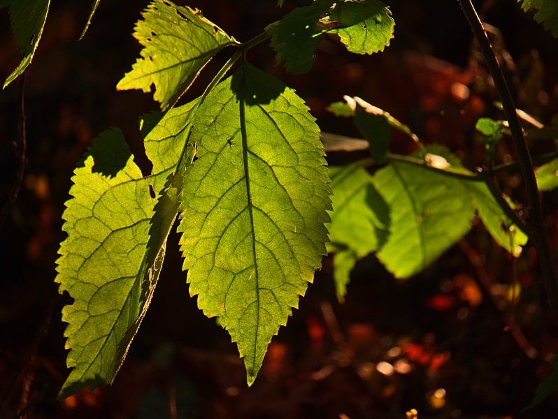 Groene bladeren tegen het licht van Edgar Schermaul