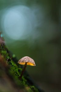 La lumière des champignons dans la forêt