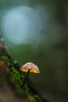 Pilzlicht im Wald von John van de Gazelle fotografie