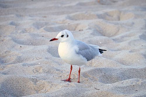 Zeemeeuwen op het strand aan de Baltische Zee.