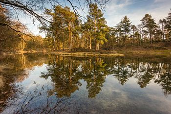 Birkhoven Wald Spiegelung Teich - Amersfoort, Niederlande