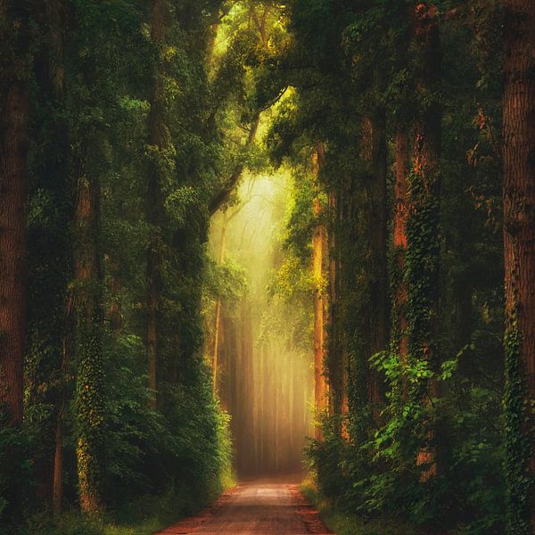 La Cathédrale Naturelle II van Lars van de Goor
