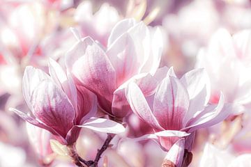 Magnolia bloesem van Dieter Walther