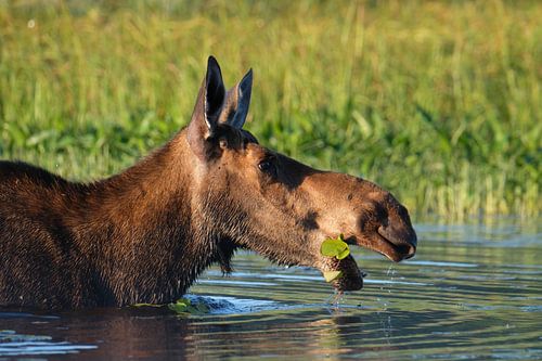 Elche genießen ihr Frühstück