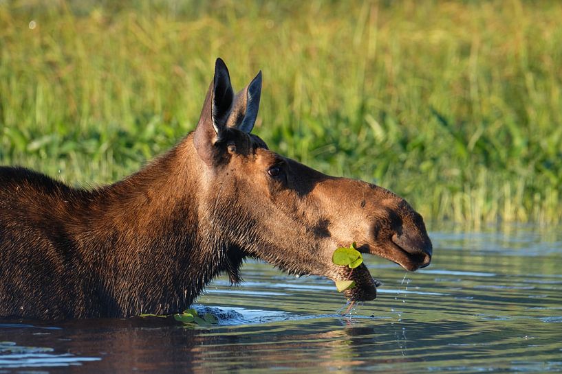 Moose enjoying her breakfast by Kurt Hayen