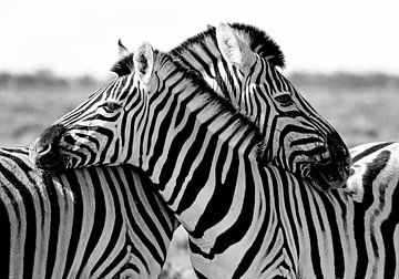 knuffelende zebra's van Jan van Reij