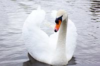 Zwaan
