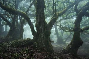 Der moosbewachsene Wald II
