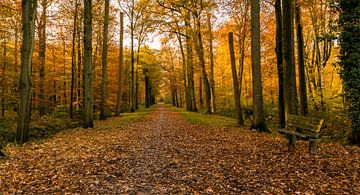 Invitation to an autumn walk by Marianne van der Westen