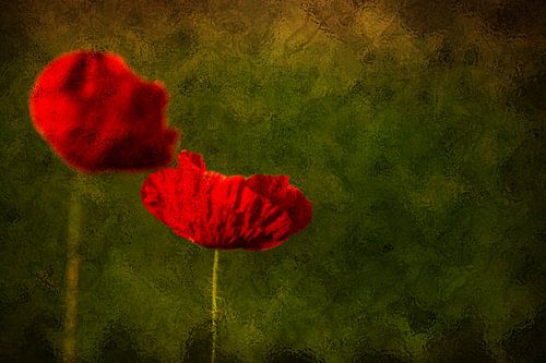 FLORE : COQUELICOTS ROUGES SOUS VERRE