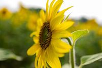 Sunflower in profile