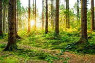 Beautiful forest by Günter Albers thumbnail