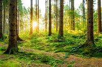 Sonnenaufgang im Wald