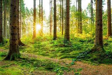 Zonsopgang in het bos van Günter Albers