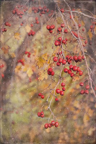 Berry Rain by The Art Of Vili