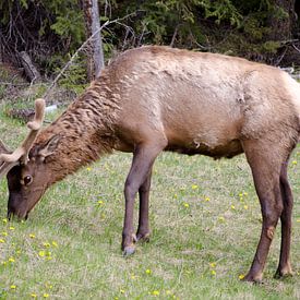 Hert (een Elk) in Jasper Canada van Ohana