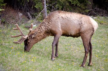 Hert (een Elk) in Jasper Canada van Ohana