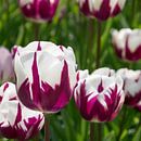 Tulpen von Nederland op Foto Miniaturansicht