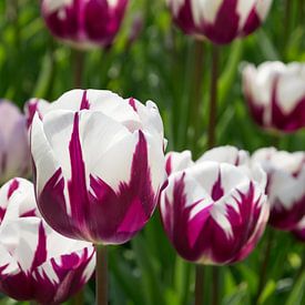 Tulipes sur Nederland op Foto