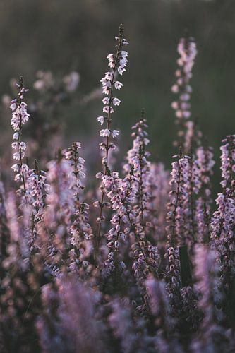 Paarse heide in bloei