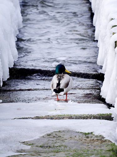 Ente auf Damm