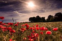 poppy in the  cornfield