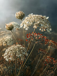 Wilde Anmut - Spätsommer Poesie