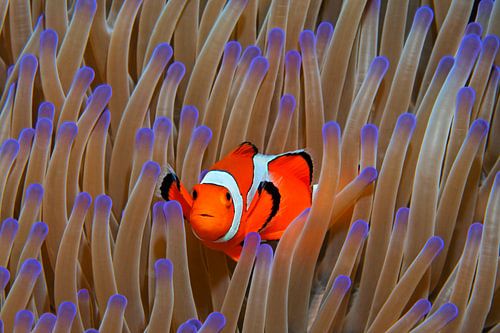 False anemone fish in splendor anemone