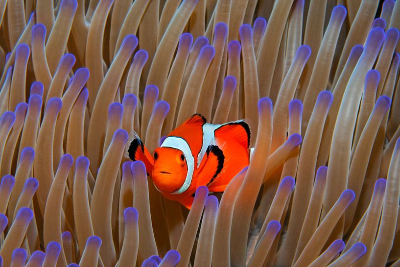 False anemone fish in splendor anemone by Norbert Probst