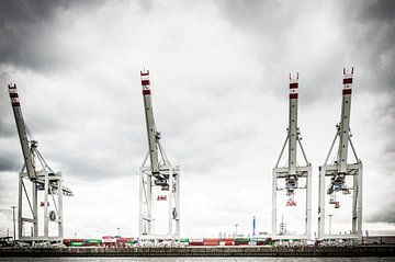 Four cranes by Tony Buijse
