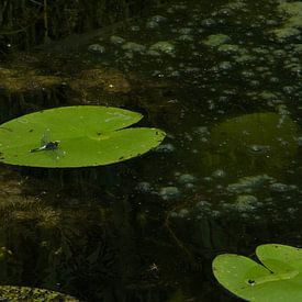 Sierlijke Witsnuitlibel, foto alsof het geschilderd is van Marnix Jonker